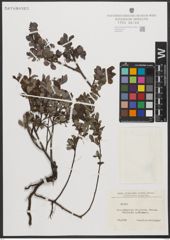 Foto von Salix L.